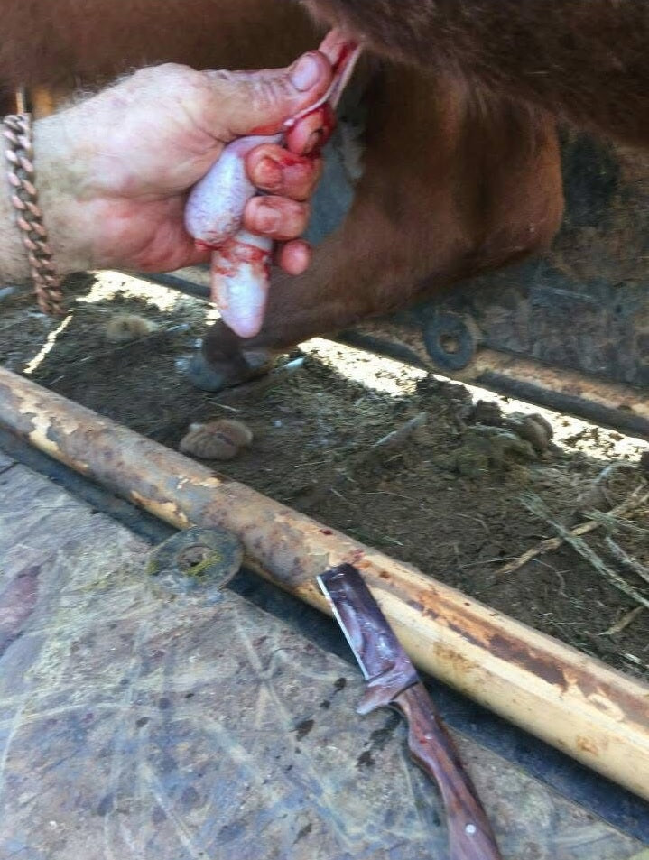 Close-up of a cow's hoof being trimmed by a person with tools on a metal surface.