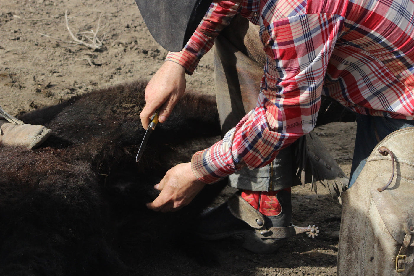 Full tang steel castrating knife for livestock care