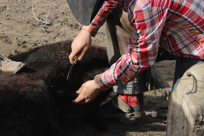 Full tang steel castrating knife for livestock care