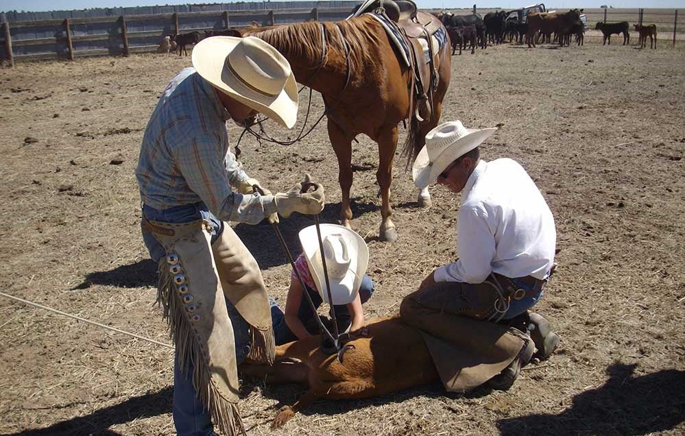 Bull cutter knife in action