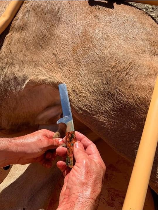 Person using a knife on an animal, likely for skinning or butchering.