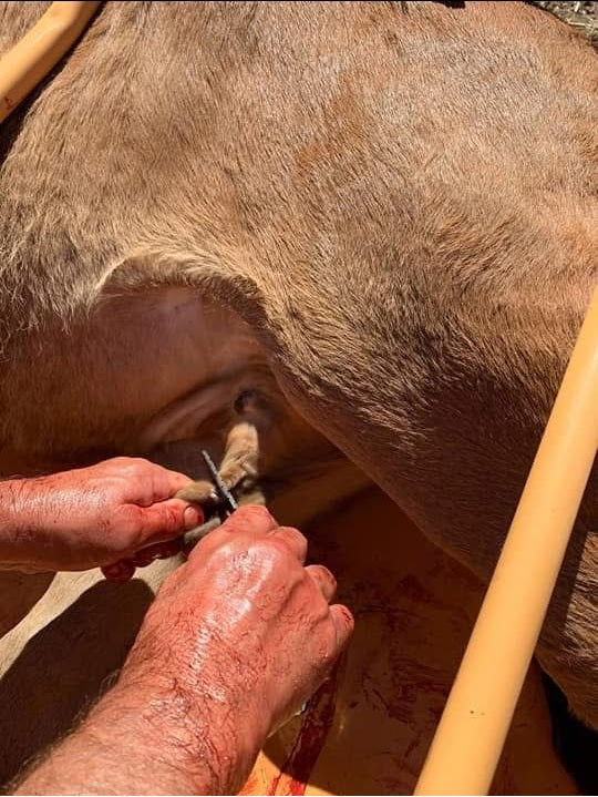 Person trimming a horse's hoof with tools on a wooden stand.