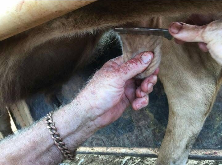 Person milking a cow with a hand held under the udder.