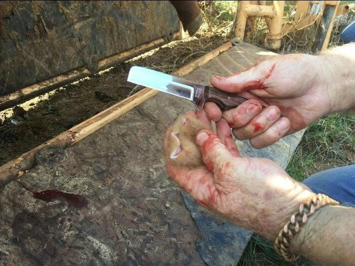 Person using a knife to trim the hoof of an animal outdoors.